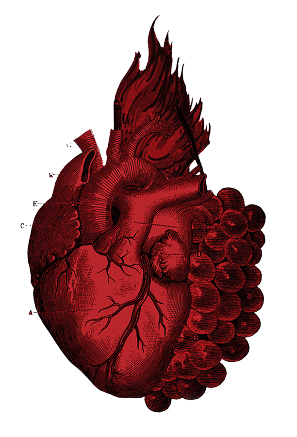Saorsa Wines's beating heart illustration by 5forests