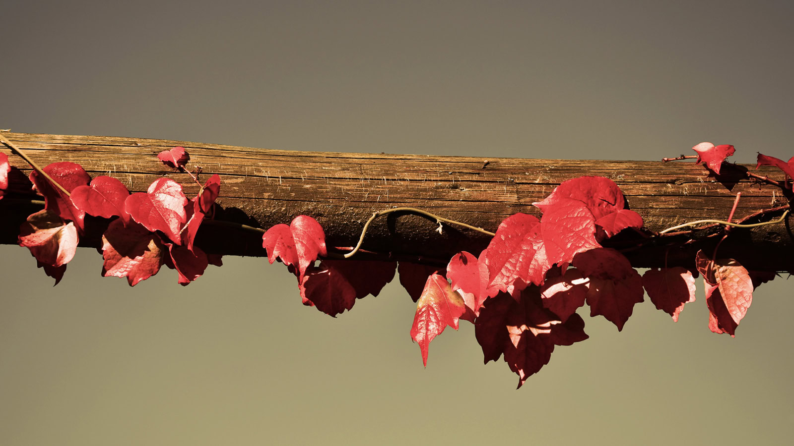 close up of red grape vines along wood post