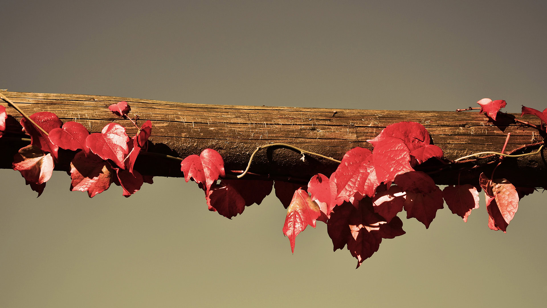 close up of red grape vines along wood post