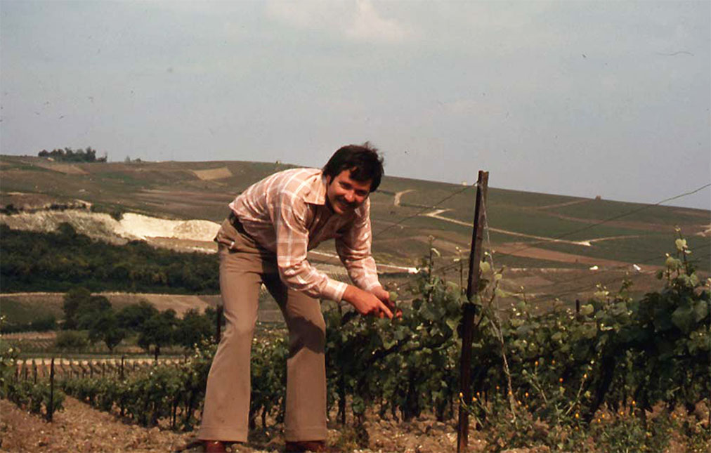 John Sweazey examines grapevines in a sunlit vineyard, with olive trees to the left and a field of yellow flowers in the background under a clear blue sky.