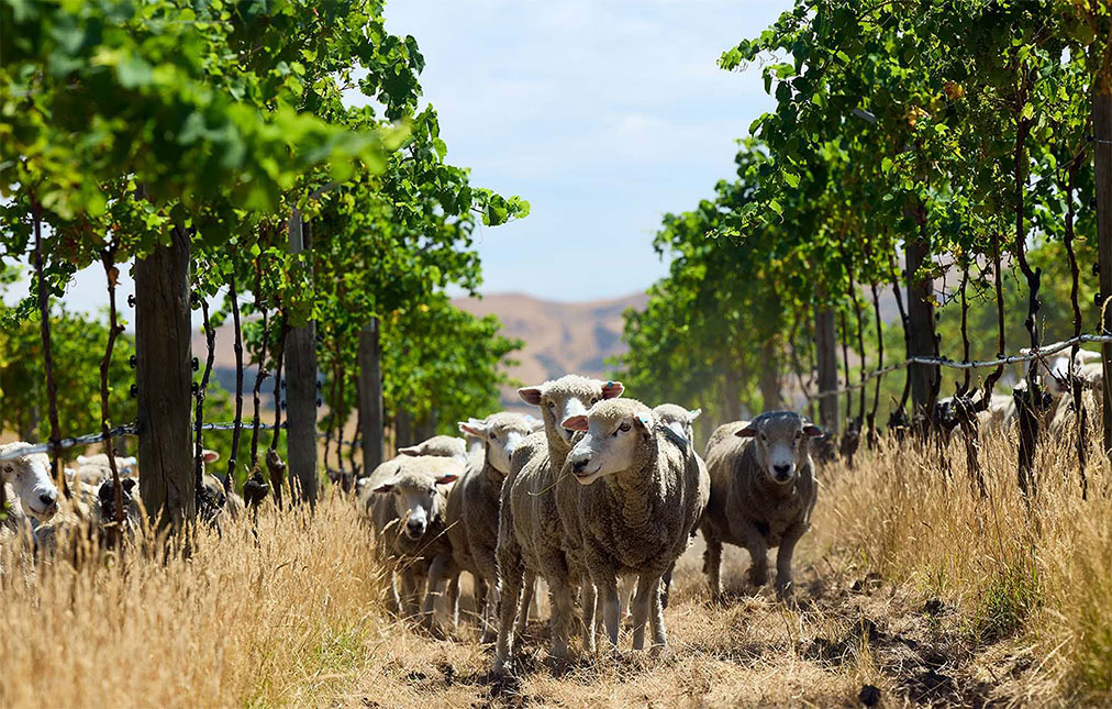 A flock of sheep walking through a narrow path between lush green vineyards under a clear blue sky, with rolling hills in the background.