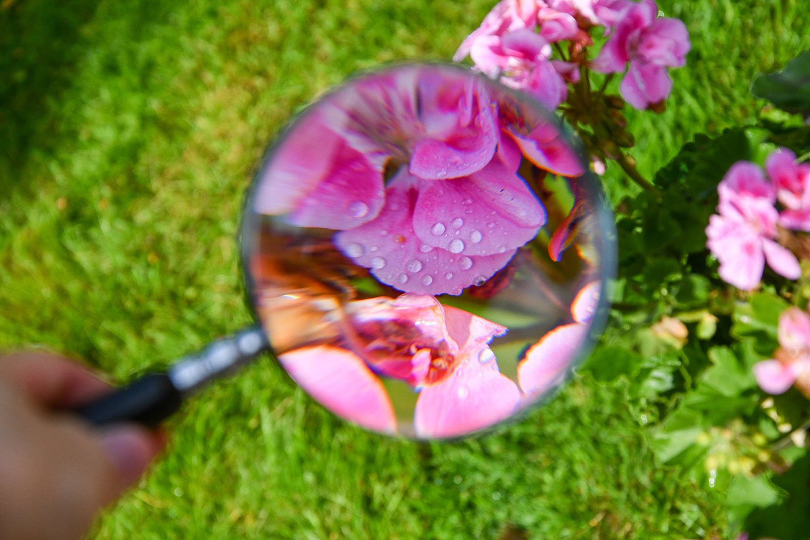 A pink flower seen through a magnifying glass with grass in the background