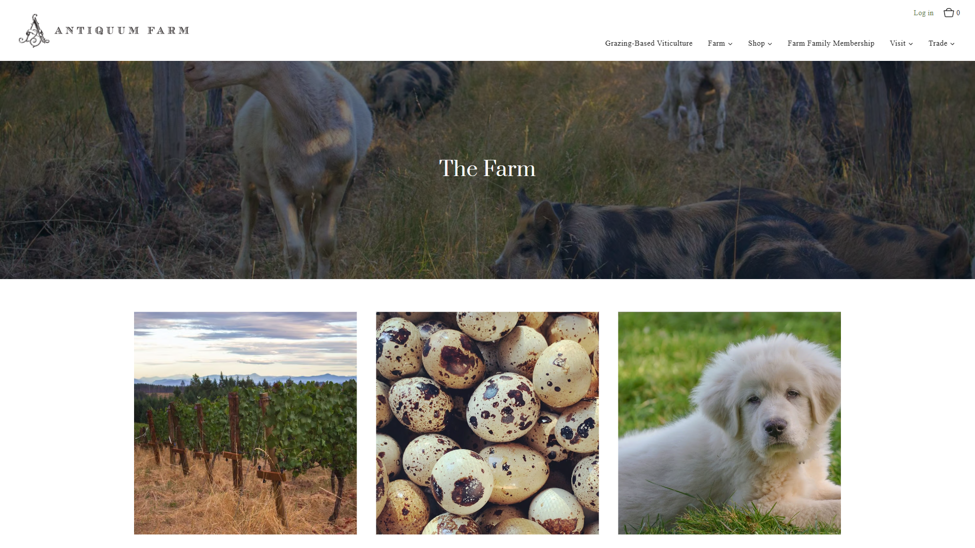 The Antiquum Farm page in a desktop browser, headed "The Farm", with animals grazing between the vine posts and, below, photographs of the vineyard, speckled eggs and a puppy.
