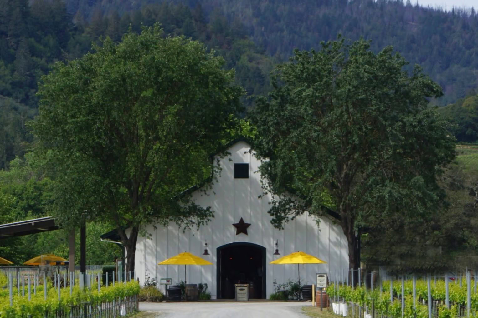 The Amista Vineyards barn in Healdsburg, with yellow umbrellas outside