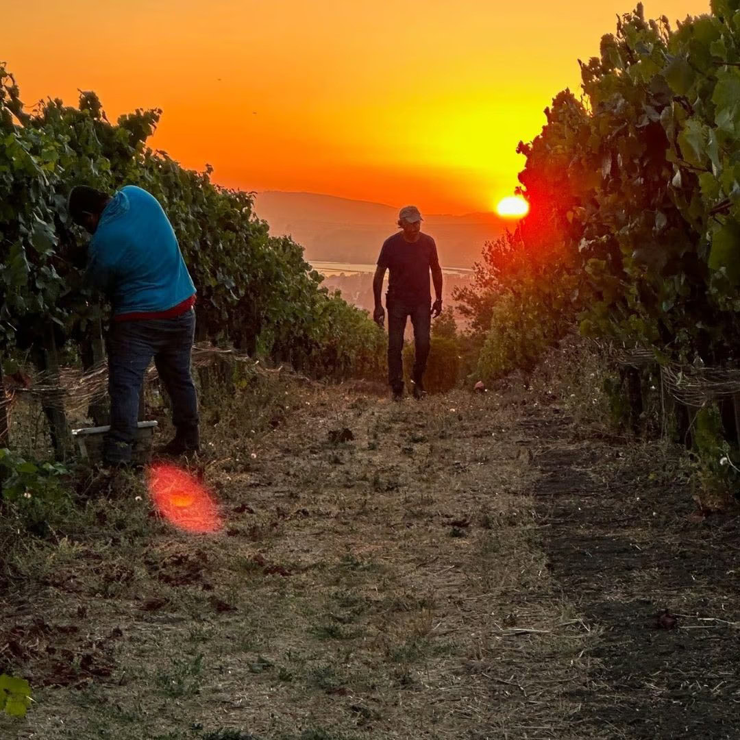 Harvest at sunset in the Elkhorn Peak vineyard